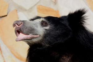 Губач Губач