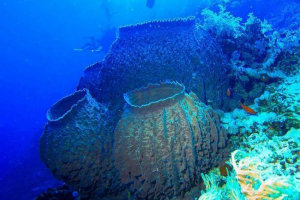 Губки - опис, типи, знаки, їжа, приклади та класифікація Губки - опис, типи, знаки, їжа, приклади та класифікація