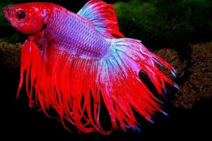 Гуратс - риба з довгими нитками на бульбанні Гуратс - риба з довгими нитками на бульбанні