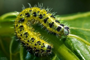 Caterpillar - вид, фото та назви Caterpillar - вид, фото та назви