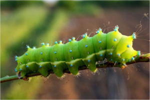 Гусениця Гусениця