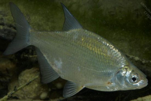 Густер - близький родич лема Густер - близький родич лема