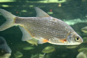 Гвинт Гвинт