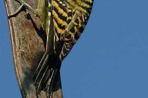Guadelois melanerpes: опис, фото та відео Guadelois melanerpes: опис, фото та відео