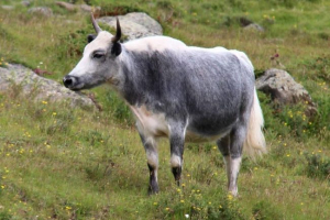 Хайнак - домашня корова перевершує себе Хайнак - домашня корова перевершує себе
