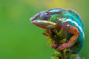 Хамелеони в тераріумах: зміст і догляд Хамелеони в тераріумах: зміст і догляд