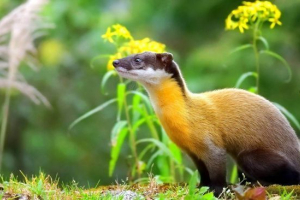 Гарчання Гарчання