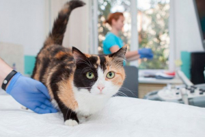 Хейліоз у котах і собак небезпечний для людей? Хейліоз у котах і собак небезпечний для людей?