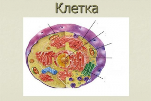 Хімічний склад клітин Хімічний склад клітин