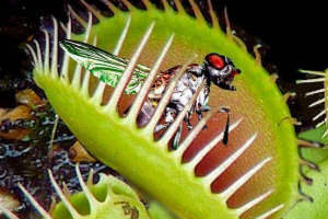 Хижацька рослина везера мухоловка Хижацька рослина везера мухоловка