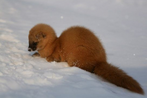 Колони (itati) Колони (itati)
