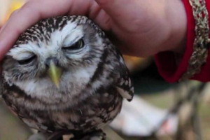 Птахи в полоні Птахи в полоні