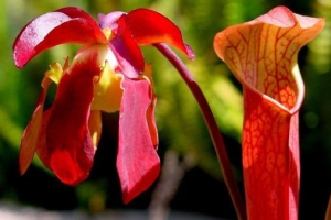 Хижих рослин Хижих рослин