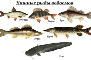 Хижацька риба. Імена, описи та особливості хижих риб Хижацька риба. Імена, описи та особливості хижих риб