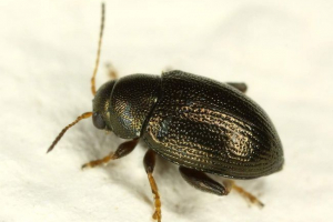 Хлібна блоха - шкідники зернових рослин Хлібна блоха - шкідники зернових рослин