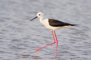 Водяний - птах у рожевих losines Водяний - птах у рожевих losines