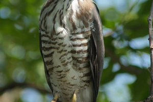 Хрестовий яструб - тонкість Хрестовий яструб - тонкість