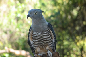 Коханий яструб Коханий яструб