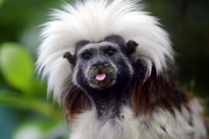 Crested tamarin Crested tamarin