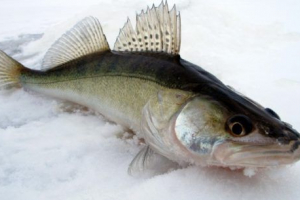 Прісноводна риба (річка) Прісноводна риба (річка)