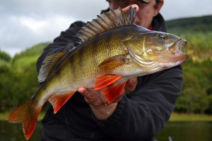 Риба байкал Риба байкал