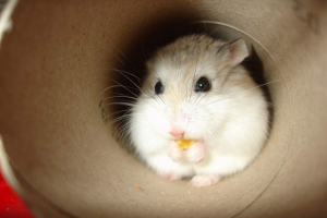 Хом'як-мандрівник Хом'як-мандрівник