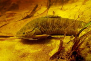 Hawtostranum thomacatum - pancar com для акваріумів Hawtostranum thomacatum - pancar com для акваріумів