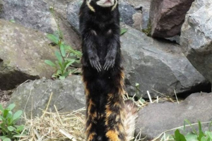 Карак керівництво: опис і спосіб життя хижих ссавців Карак керівництво: опис і спосіб життя хижих ссавців