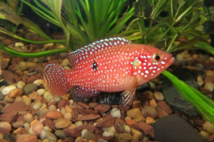 Хроміс красивий: фотографії пофарбованого африканського Хроміс красивий: фотографії пофарбованого африканського