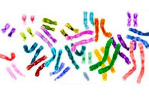 Хромосома: структура, функції та аномалії Хромосома: структура, функції та аномалії