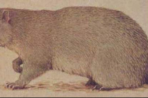 Bryun fuck - яка тварина? Bryun fuck - яка тварина?