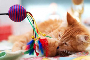 Іграшки для котів роблять це самостійно Іграшки для котів роблять це самостійно