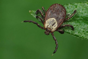 Ixodic ticks - небезпечні захворювання Ixodic ticks - небезпечні захворювання