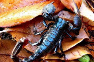 Імперський скорпіон: фото отруйного тварини Імперський скорпіон: фото отруйного тварини