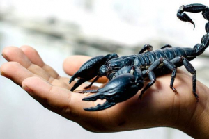 Імперський скорпіон Імперський скорпіон