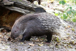 Індійський dike Індійський dike