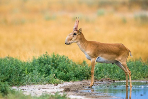 Цікаво про життя сайга Цікаво про життя сайга