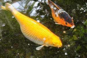 Цікаво про карпас кой Цікаво про карпас кой