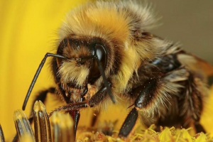Цікаві факти про джмелів Цікаві факти про джмелів