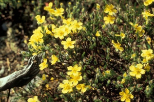 Кріплення рослин північної америки Кріплення рослин північної америки