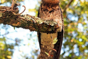 Голянський козел Голянський козел