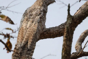 Голян ліс козла - південноамериканський птах Голян ліс козла - південноамериканський птах