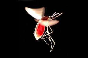 Дослідники називали найбільш небезпечним вбивцею Дослідники називали найбільш небезпечним вбивцею