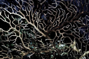 Дослідники знайшли морську істоту у віці 4 тисячі років Дослідники знайшли морську істоту у віці 4 тисячі років