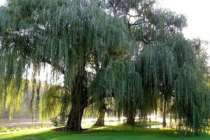 Willow belaya Willow belaya