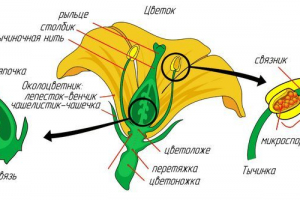 Які частини квітка складається? Імена, опис та схема