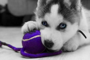 З стічних вод збережено хрипкий З стічних вод збережено хрипкий