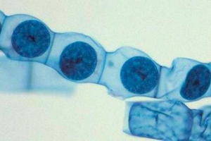 Ізогамія Ізогамія