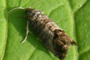 Яблучний фрукт - ненажерливий метелик Яблучний фрукт - ненажерливий метелик