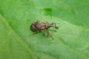 Колір крові apple - сад паразит Колір крові apple - сад паразит